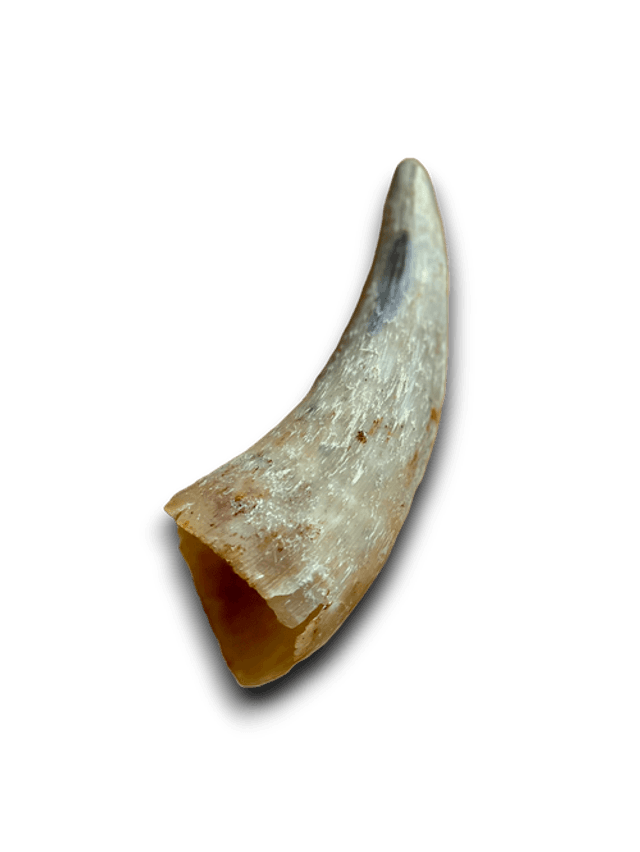 ANCO EMPTY COW HORN